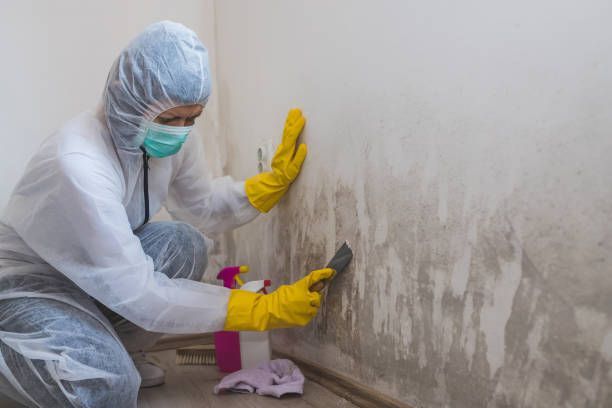 Best Bathroom Mold Remediation in USA